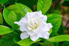to grow and care for your gardenia