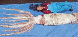 legendary giant squid s genome