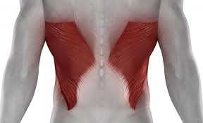 The thoracic cage, commonly called the rib cage, provides protection for the 2 lungs, heart, esophagus, diaphragm and liver. Latissimus Dorsi Pain Symptoms Causes And Exercises For Relief