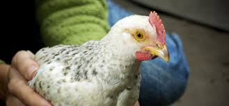 Avian influenza is a notifiable animal disease. How Do You Know If Your Chickens Have The Flu 4 H Learning Network
