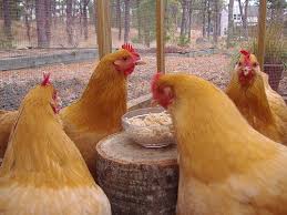Chicken Treats To Keep Your Hens Happy And Healthy