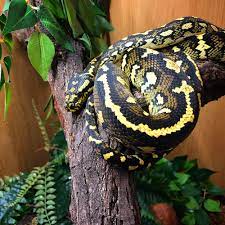 carpet python jensen s reptiles