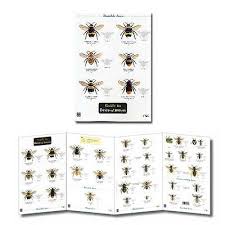 Guide To Bees Of Britain Laminated Identification Chart