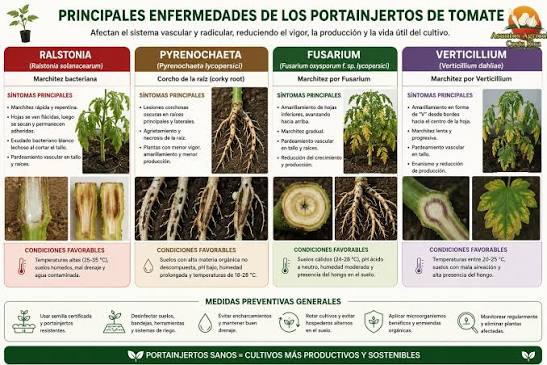 🌱 CONICET identificó el gen SlBBX20, que funciona como un “interruptor” para que la planta de tomate detecte la sombra producida por la alta densidad de siembra y crezca mejor para aprovechar