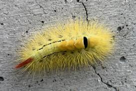 But my caterpillar has 3 sets of black hairs and the picture does not show the long central set at the back end. Bugs Of Japan