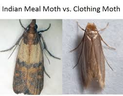 indian meal moth control budget pest