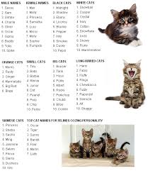 Are you looking for a perfect name for your gray color kitten? Cat Names Kitten Names Unique Kitten Names Cute Cat Names