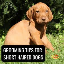 grooming tips for short haired dogs