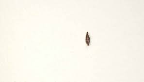 20 tiny bugs on walls and ceiling that