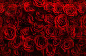 red roses wallpapers images browse