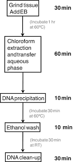 Flowchart Of Five Major Steps Of The Dna Extraction Method