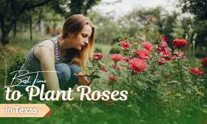 When To Plant Roses In Texas Here S