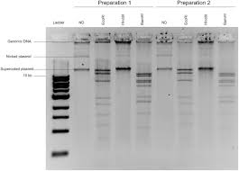 identification and dna annotation of a