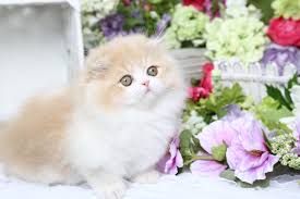 persian fold kittens flash s