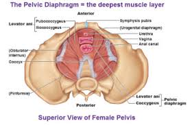 the pelvic floor muscles