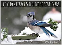 attract birds and wildlife to your yard
