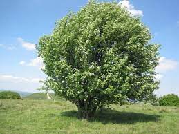 whitebeam tree guide uk common