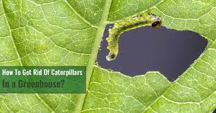 Caterpillars In A Greenhouse