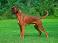 Image of How long do Boxer mixes live?