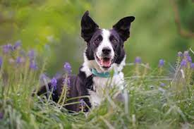 short haired border collie care guide