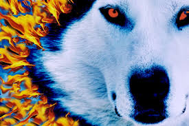 fire wolf vs ice wolf wallpapers