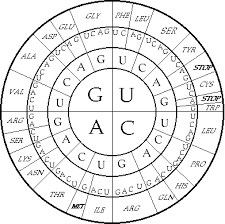 A Circular Code Table