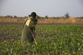 Resultado de imagen de mujeres en la agricultura