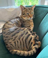 Dexter in his green velvet throne ? #cat #cats #catlover #catoftheday  #catsofig #catsofinstagram #catstagram #catlife #savannahcat | Instagram