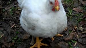 How To Raise Cornish Cross Chickens For Meat Birds Owlcation