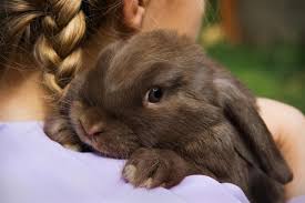 E' lo stesso di quello dei conigli nani ed è piuttosto basso se comparato con altri animali domestici. Quanti Anni Vivono I Conigli Mondopets It