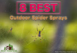 the 8 best outdoor sprays for spiders