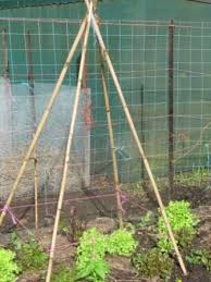 We did not find results for: How To Make A Bamboo Tepee In A Minute The Micro Gardener