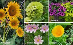 Types Of Flowers Plants Perennial
