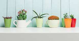 Houseplants Really Improve Air Quality