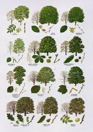 Native Trees Broad Leaved Tree Leaf Identification