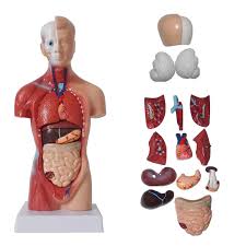 The primary function of the skin is to regulate body temperature, let us touch things, and protect the body from potentially dangerous microbes and elements. Human Body Model Torso Anatomy Anatomical Medical Internal Organs Skeleton Visceral Brain Anatomical Teaching Can Dropshipping Human Torso Model Anatomy Torsohuman Torso Aliexpress