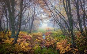 natural forest landscape desktop 1080p
