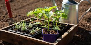 Start Seeding Your Early Vegetables