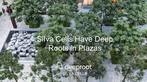 silva cell trees have deep roots in