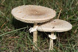 Do you know how to get rid of mushrooms in the grass? How To Grow And Get Rid Of Mushrooms In The Yard Southern Living