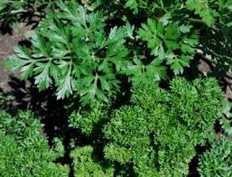 culinary herbs in the garden news