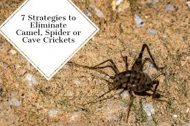 eliminate camel spider or cave crickets