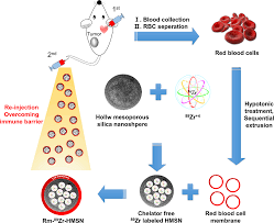 red blood cell membrane bioengineered