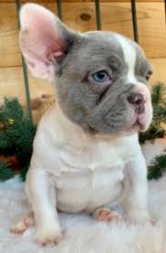 French bulldogs are one of the most popular dog breeds in the united states and europe, for very good reasons. All You Need To Know About Blue Pied French Bulldogs French Bulldogs La