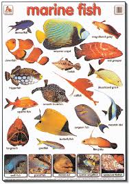 Tropical Fish Types Google Search Tropical Fish