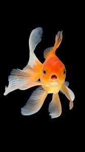 aquarium fish goldfish red hd phone