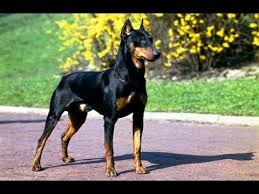 It is a cross between very similar breeds this puppy has a common look associated with a doberman german shepherd. The Doberman Shepherd Doberman German Shepherd Youtube
