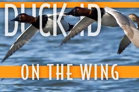 Duck Id On The Wing Outdoornews