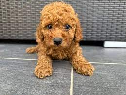 red toy poodle dogs puppies