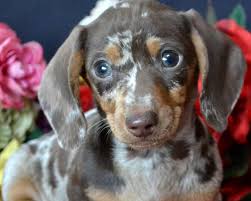 Doxle dog for adoption near massachusetts, taunton, usa. Dachshunds Unlimited